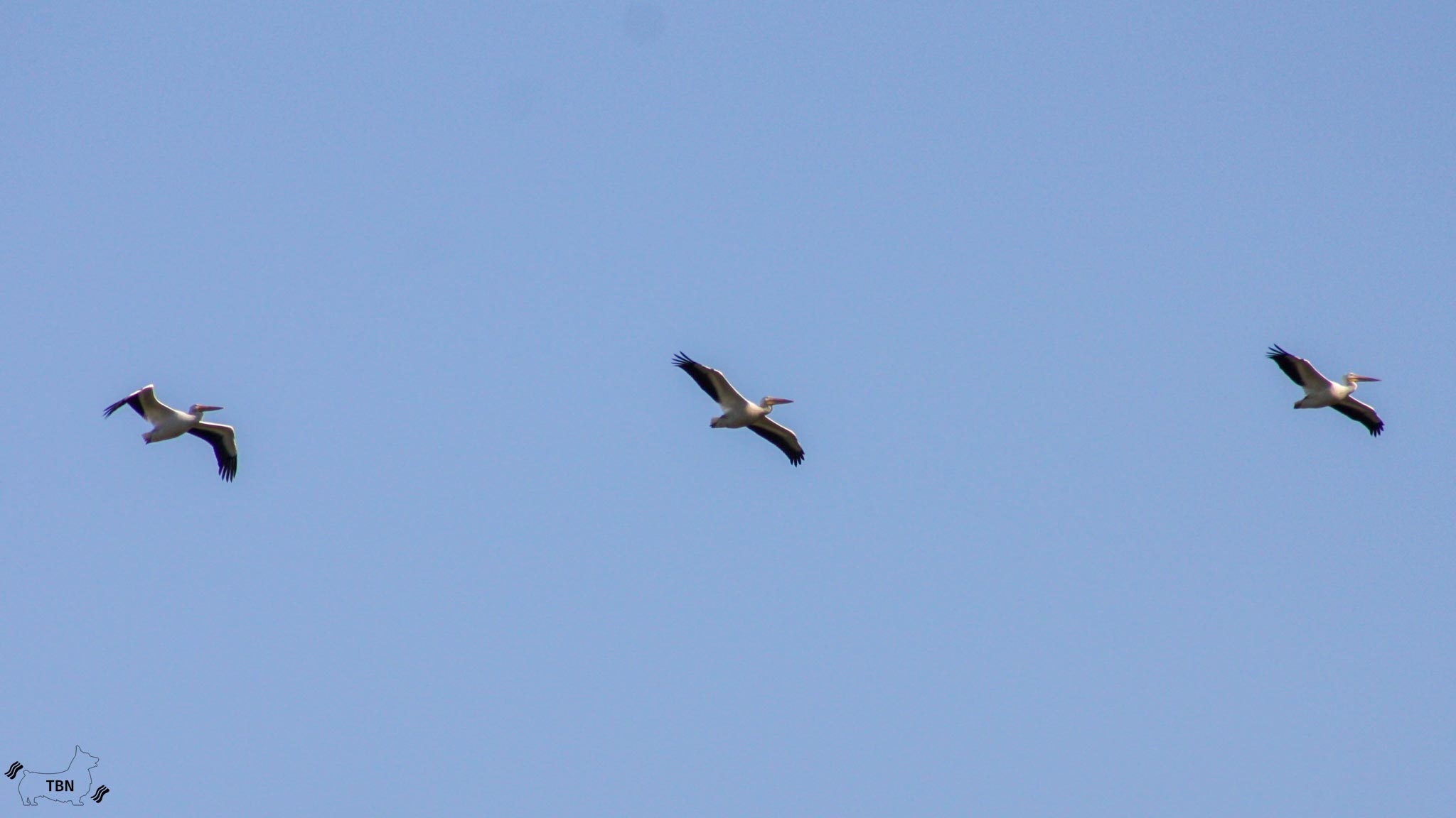 American Pelican